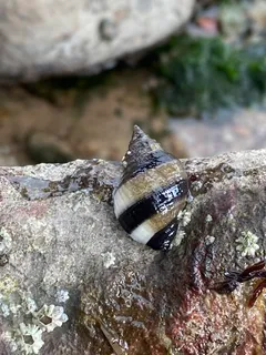 Dog Whelk