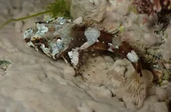 Long-spined sea scorpion