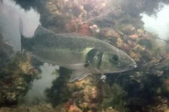 European sea bass