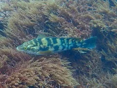 Ballan wrasse