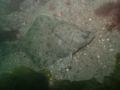 Flounder