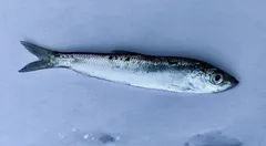Sprat