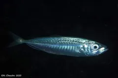 Atlantic horse mackerel