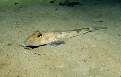 Dragonet