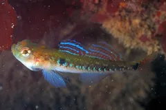 Two-spotted goby