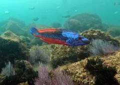 Cuckoo wrasse