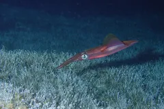 European Squid
